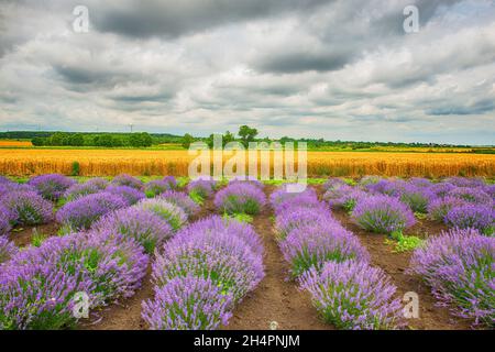 lavanda, Feld, Morgen, Schmetterling, Insekten, Violett, blumig, Kräuter, natürlich, Blumen, hey, Farben, Morgen, Sonnenaufgang, draußen, Couttry Side, Wind, Wind Stockfoto