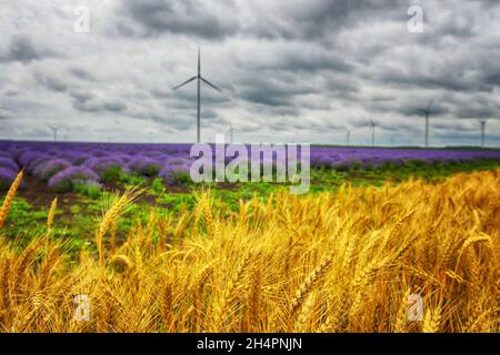 lavanda, Feld, Morgen, Schmetterling, Insekten, Violett, blumig, Kräuter, natürlich, Blumen, hey, Farben, Morgen, Sonnenaufgang, draußen, Couttry Side, Wind, Wind Stockfoto