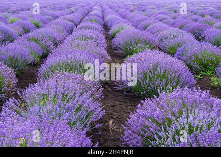 lavanda, Feld, Morgen, Schmetterling, Insekten, Violett, blumig, Kräuter, natürlich, Blumen, hey, Farben, Morgen, Sonnenaufgang, draußen, Couttry Side, Wind, Wind Stockfoto