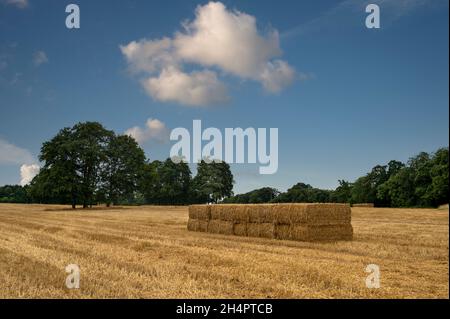 Strohballen auf einem Feld gestapelt. Stockfoto