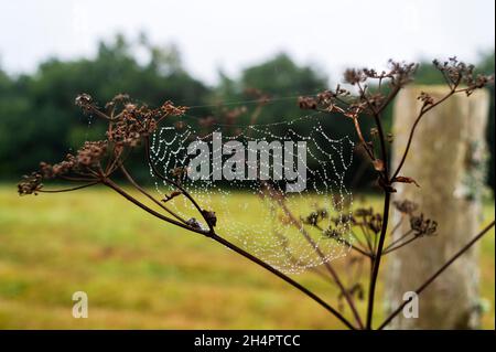 Spinne gewebtes Netz auf Büschen auf dem Feld bei der Morgendämmerung. Stockfoto