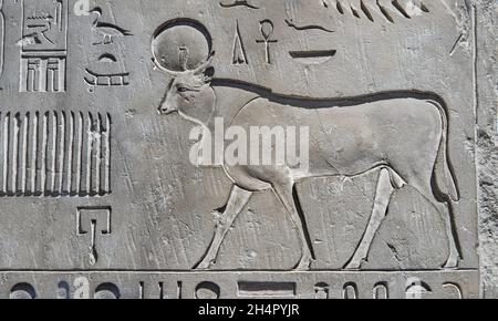 Alte ägyptische Stele des Stiers Gottheit APIs deth während der raugn von Amasis II (Ahmose II) 537 v. Chr., 26. Dynaty, Serapeum von Saqqara, Kalkstein . Lo Stockfoto