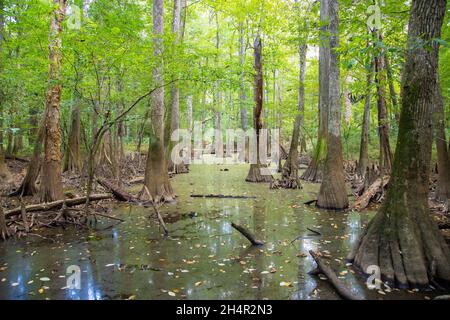 Sumpf und Wald von kahlköpfigen Zypressen und wassertupelo-Bäumen im Congaree National Park in South Carolina, USA. Stockfoto