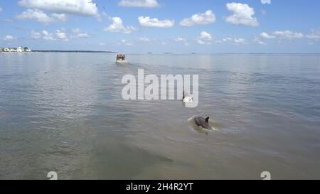 Zwei große Tümmler folgen einem Fischerboot vor der Küste von South Carolina. Stockfoto