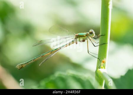 Libelle auf einem trockenen Stock sitzend, Wildtiere. Eine dünne blaue Libelle sitzt auf einem schmalen Grasblatt. Nicht fokussiert. Stockfoto