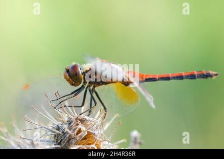 Libelle auf einem trockenen Stock sitzend, Wildtiere. Eine dünne blaue Libelle sitzt auf einem schmalen Grasblatt. Nicht fokussiert. Stockfoto
