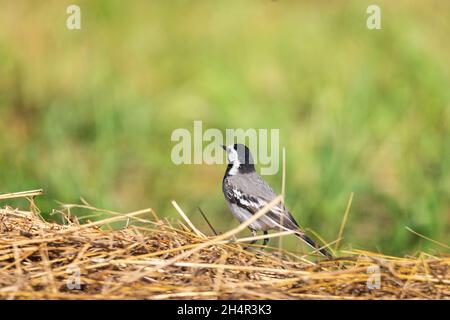 Ein kleiner Vogel, weiße Bachstelze, Motacilla alba, der auf einem grünen Rasen läuft. Flugvorbereitung. Stockfoto