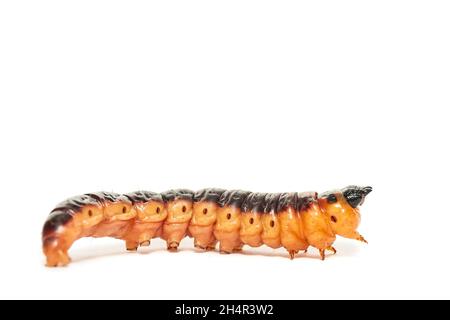 Makro-Vorderansicht der großen gelb-orangen Ziegenmotte-Raupe (Cossus cossus), isoliert auf Weiß Stockfoto