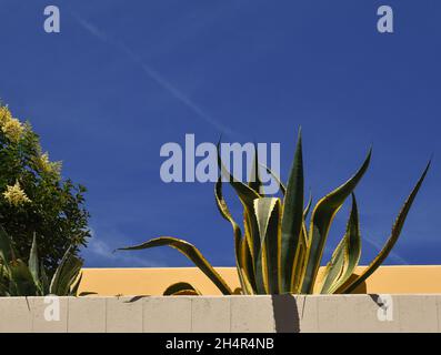 Blick auf einen terrassenförmig angelegten Garten mit Agavenpflanzen auf der Terrasse eines Gebäudes gegen den blauen Himmel im Sommer, San Vincenzo, Livorno, Toskana, Italien Stockfoto