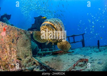 Goliath Grouper auf einem Schiffswrack Stockfoto