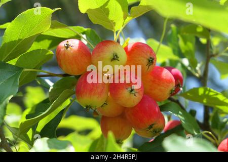Crabapple Baum voller Apfelfrüchte. Malus baccata, Sorte Dolgo. Stockfoto