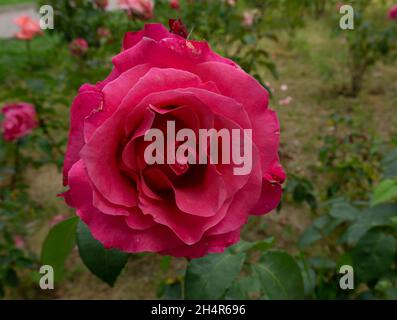 Eine blühende purpurrote Rosenblüte, umgeben von dunkelgrünen Blättern. Nahaufnahme. Stockfoto