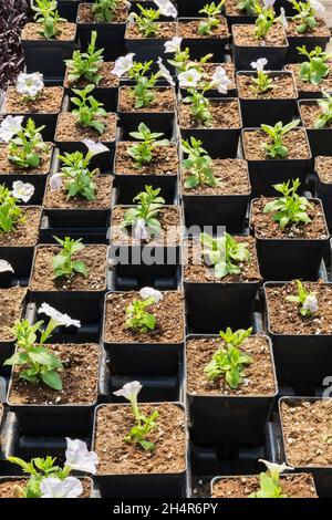 Weiß blühende Petunia-Sämlinge, die im Frühjahr in schwarzen Kunststoffbehältern in einem Gewächshaus wachsen. Stockfoto