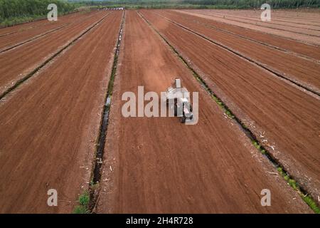 Torf-Harvester-Traktor zum Sammeln von entpackenden Torfböden. Bergbau und Ernte von Torfland. Die aus dem Schlamm entwässerten Flächen werden für die Torfgewinnung verwendet. Abfluss Stockfoto