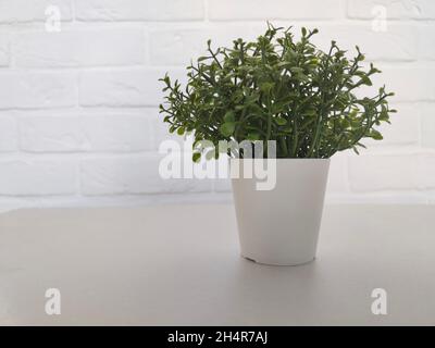 Kleine grüne Pflanze im weißen Topf im weißen Innenraum Stockfoto