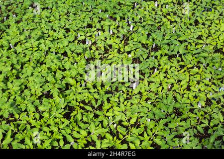 Lycopersicon esculentum - Italienische Patria Tomato Pflanze Sämlinge wachsen in Containern innerhalb eines Gewächshauses Stockfoto