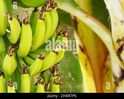 Zweig mit grünen unreifen Bananen auf einem verschwommenen Hintergrund Stockfoto