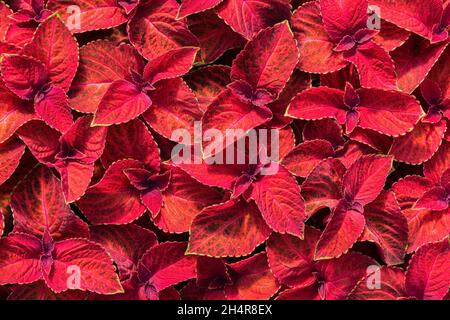 Solenostemon 'Wizard Velvet' - Coleus Blätter Stockfoto