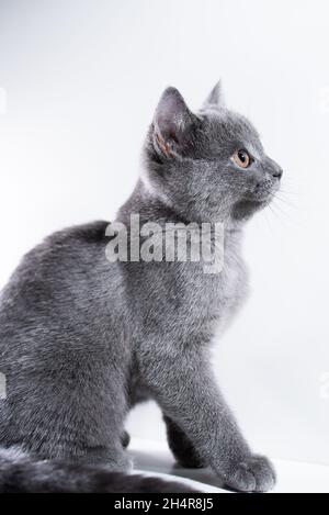 Britische Kurzhaarkatze sitzt auf weißem Hintergrund Stockfoto