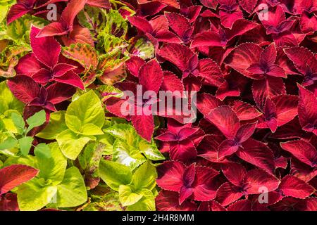 Solenostemon 'Wizard Golden' und 'Wizard Velvet' - Coleus Blätter Stockfoto