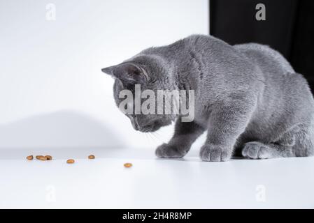 Britische Kurzhaarkatze, die Trockenfutter auf schwarzem und weißem Hintergrund isst Stockfoto