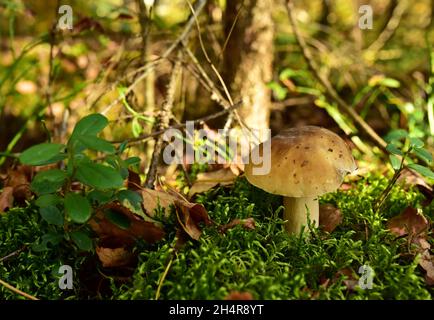 King Pine Bolete im Moos am Wald. Weißes Pilzmyzel in der Tierwelt. Essbare große Steinpilze im Wald. Einzelner Bolete-Pilz. Porc Stockfoto