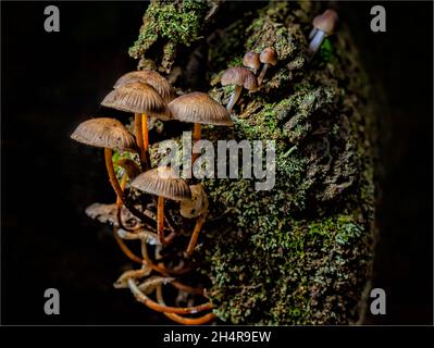 Nahaufnahme von Mycena epipterygia, Pilzarten aus der Familie der Mycenaceae. Stockfoto