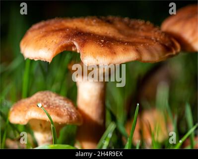 Nahaufnahme von Lactarius deliciosus, allgemein bekannt als Safranmilchkappe und Rotkieferpilz. Stockfoto