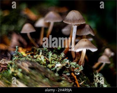 Nahaufnahme von Mycena epipterygia, Pilzarten aus der Familie der Mycenaceae. Stockfoto