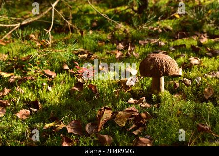 King Pine Bolete im Moos am Wald. Weißes Pilzmyzel in der Tierwelt. Essbare große Steinpilze im Wald. Einzelner Bolete-Pilz. Porc Stockfoto