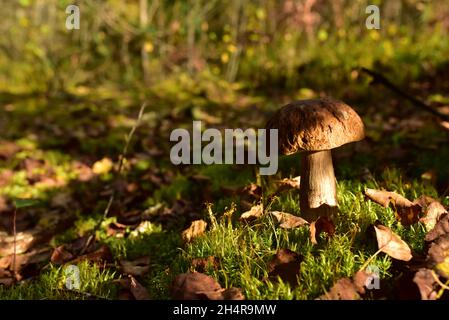 King Pine Bolete im Moos am Wald. Weißes Pilzmyzel in der Tierwelt. Essbare große Steinpilze im Wald. Einzelner Bolete-Pilz. Porc Stockfoto