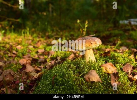 King Pine Bolete im Moos am Wald. Weißes Pilzmyzel in der Tierwelt. Essbare große Steinpilze im Wald. Einzelner Bolete-Pilz. Porc Stockfoto