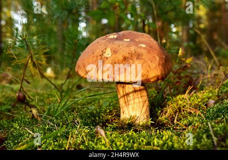 King Pine Bolete im Moos am Wald. Weißes Pilzmyzel in der Tierwelt. Essbare große Steinpilze im Wald. Einzelner Bolete-Pilz. Porc Stockfoto