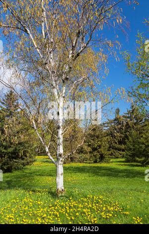 Betula papyrifera - Papierbirke mit gelben Kätzchen im Frühjahr Stockfoto