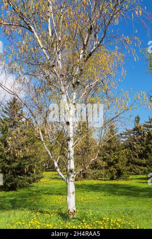 Betula papyrifera - Papierbirke mit gelben Kätzchen im Frühjahr Stockfoto