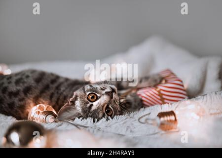 Entzückende Katze liegt auf gemütlichem Bett mit weihnachtlichen goldenen Lichtern Bokeh und Geschenkboxen. Nettes Kätzchen entspannend und spielen mit Goldball Spielzeug. Winterurlaub Stockfoto