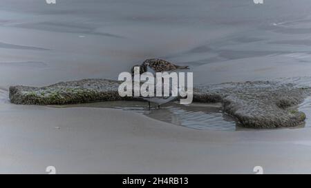 Die Küste von Coquina ist am Strand Stockfoto