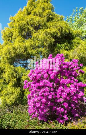 Rhododendron 'PJM Elite' - Azaleen-Strauch mit Lavendelblüten und Chamaecyparis pisifera 'Lemon Thread' - Sawara Falscher Zypressenbaum im Randfrühling Stockfoto