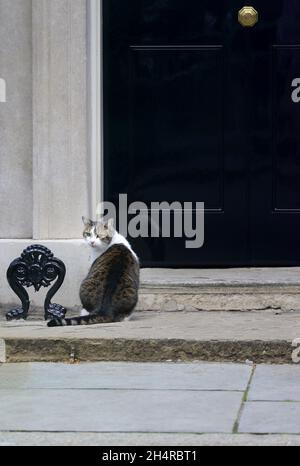 Larry the Cat - seit 2011 Chef Mouser im Kabinett - in der Downing Street Stockfoto