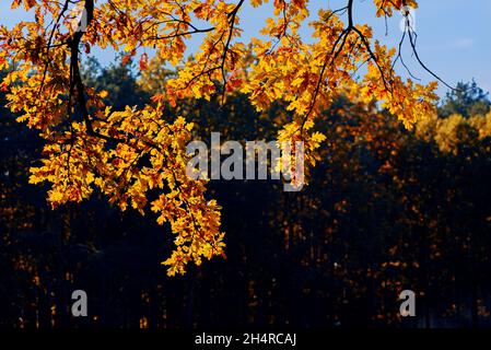Gelbe Eiche Blätter gegen blauen Himmel und dunklen Herbst Kiefernwald an sonnigen Tagen. Speicherplatz kopieren Stockfoto