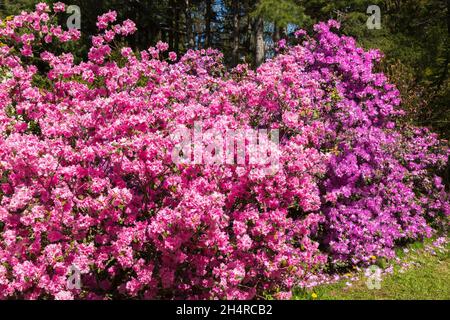 Rosa und Lavendel blühende Rhododendron - Azaleen Sträucher im Frühling, Montreal Botanical Garden, Quebec, Kanada Stockfoto