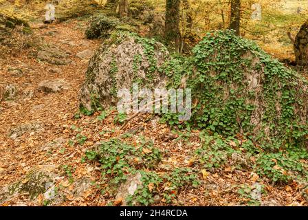 Landschaft mit großen Steinen mit grünem Wald Liana bedeckt auf leeren Fußgängerweg im Krimwald in der Herbstsaison gelegen Stockfoto