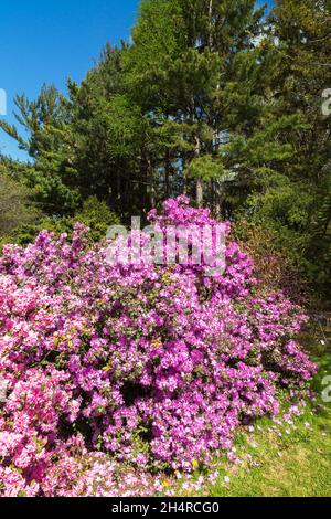 Rosa und Lavendel blühende Rhododendron - Azaleen Sträucher im Frühling, Montreal Botanical Garden, Quebec, Kanada Stockfoto