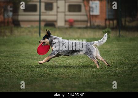 Wettkämpfe und Sport mit Hund an der frischen Luft auf dem grünen Feld im Park. Der australische blaue Heiler läuft schnell und hält rote Plastikfliegerscheibe im Mund. Aus Stockfoto