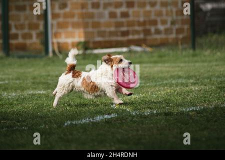 Wettkämpfe und Sport mit Hund an der frischen Luft auf dem grünen Feld im Park. Drahthaarige Jack Russell Terrier von weiß und rot läuft um fröhlich und Stockfoto