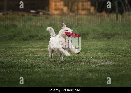 Der weißfarbige Jack Russell Terrier mit Drahthaar läuft fröhlich herum und hält die fliegende Plastikscheibe im Mund. Wettbewerbe und Sport mit Hund in frisch Stockfoto