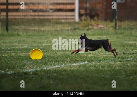 Wettkämpfe und Sport mit Hund an der frischen Luft auf dem grünen Feld im Park. Miniatur deutscher Pinscher von schwarz und braun Farbe läuft schnell und versucht, Ye zu fangen Stockfoto