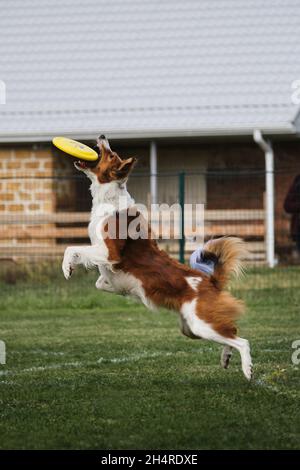 Flauschige Border Collie von rötlich-weiß-sable Farbe springt hoch und fängt gelb fliegende Plastikscheibe mit seinem Mund. Wettkämpfe und Sport mit Hund i Stockfoto