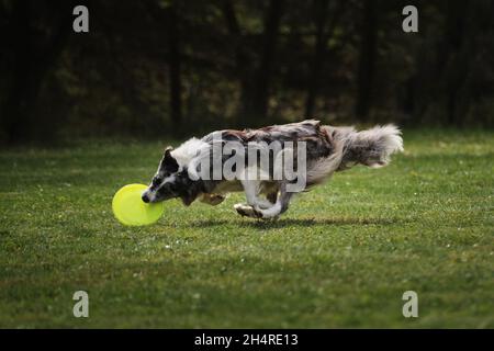 Flauschige Border Collie Merle Farbe läuft schnell und fängt spezielle fliegende Plastikscheibe mit Mund. Wettkämpfe und Sport mit Hund an frischer Luft auf Grün Stockfoto