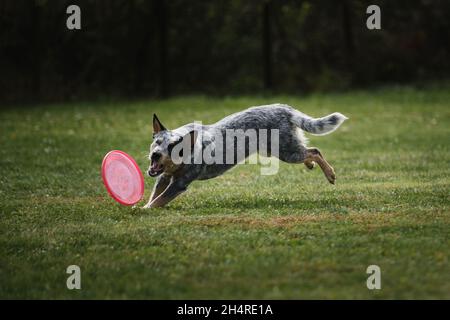 Wettkämpfe und Sport mit Hund an der frischen Luft auf dem grünen Feld im Park. Australische blaue Heiler läuft schnell und versucht, Kunststoff rosa fliegende Scheibe wit fangen Stockfoto